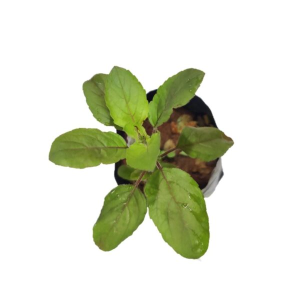 Krishna or Shyama Tulsi / Black Tulsi - Image 2