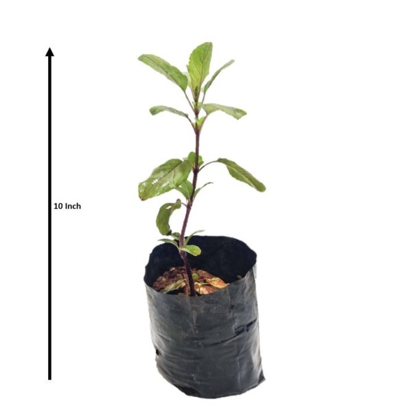Krishna or Shyama Tulsi / Black Tulsi