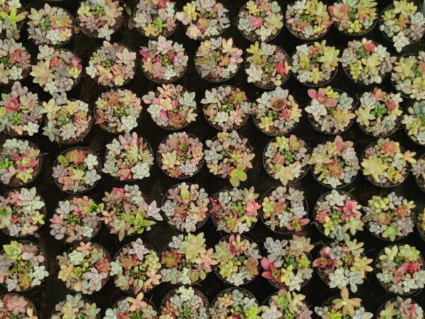 Trinkets / Assorted succulent - Image 2