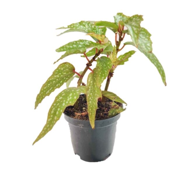 Angel Wing Begonia Green