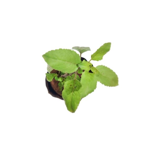 Lakshmi Tulsi / Green Tulsi - Image 2