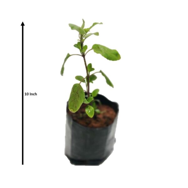 Lakshmi Tulsi / Green Tulsi