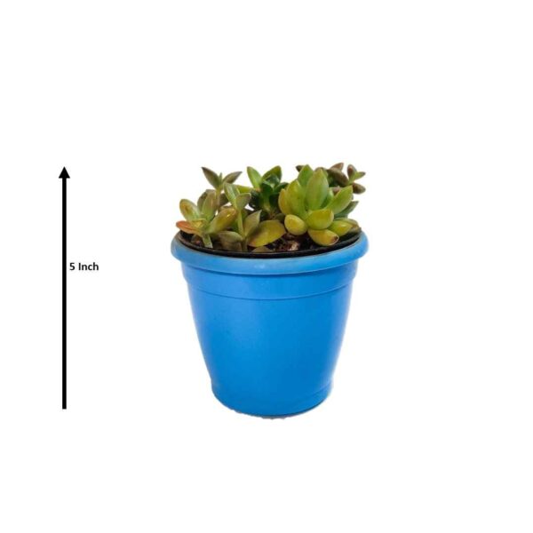Trinkets / Assorted succulent