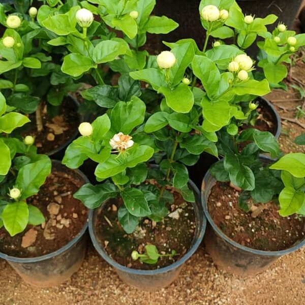 7 Round Gundu Malli Jasmine – Bangalore Delivery - Image 2