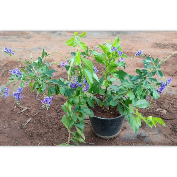 Blue Duranta live plant in 6"Pot - Image 2