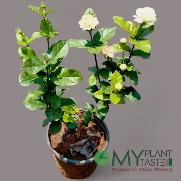 7 Round Gundu Malli Jasmine – Bangalore Delivery