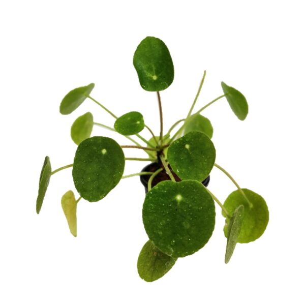 Pilea / Chinese money plant / pancake plant 4” Pot