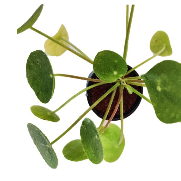 Pilea / Chinese money plant / pancake plant 4” Pot - Image 2