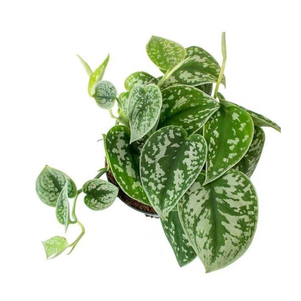 Satin Pothos