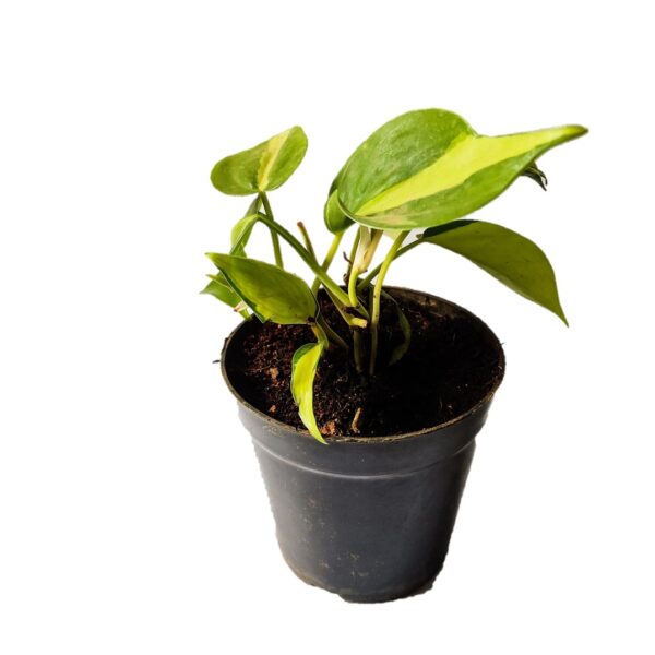 Heart Leaf Philodendron Brasil 4"Pot Indoor