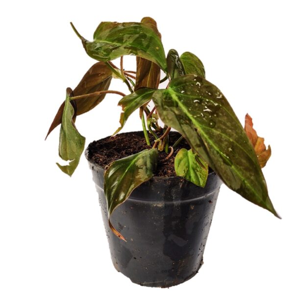 Philodendron Micans / Velvet Leaf Philodendron 4"Pot Indoor
