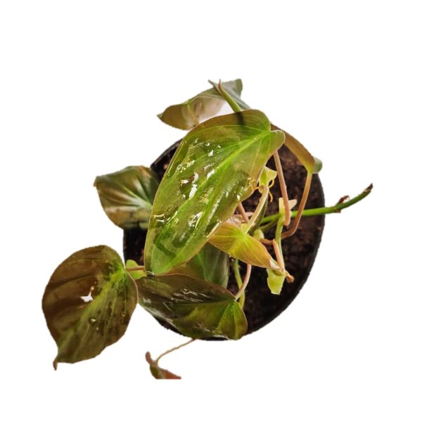 Philodendron Micans / Velvet Leaf Philodendron 4"Pot Indoor - Image 2