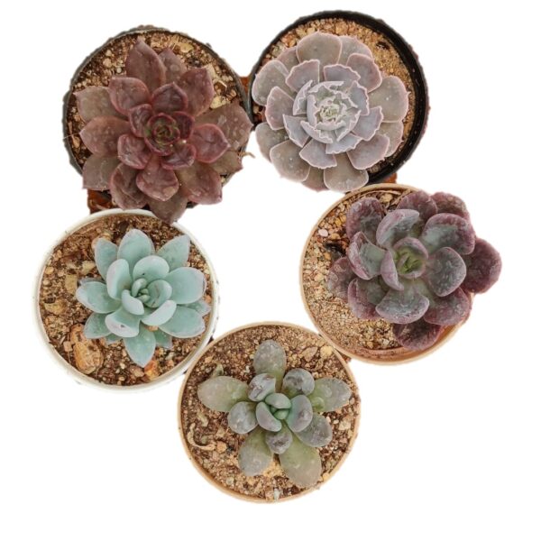 Black Prince Succulent Combo – Pack of 5