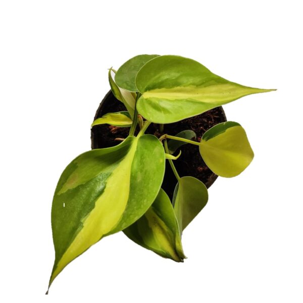 Heart Leaf Philodendron Brasil 4"Pot Indoor - Image 2