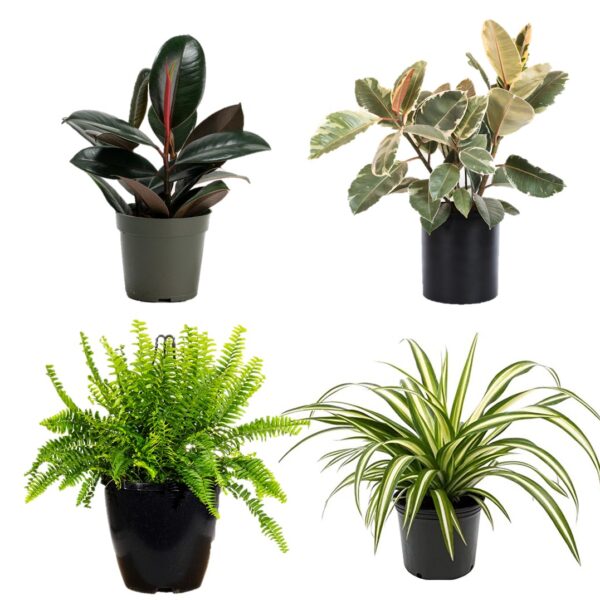 Air Purifier Pack of 4 plants combo - Indoor Plant with Rubber Tree Burgundy, Rubber tree Variegated, Spider plant, Boston Fern