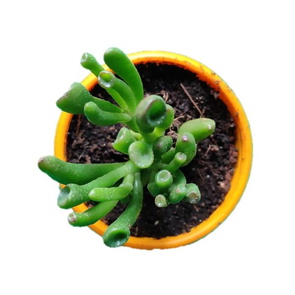 Crassula Ovata ‘Gollum’ / Shrek’s ears succulent 3"pot