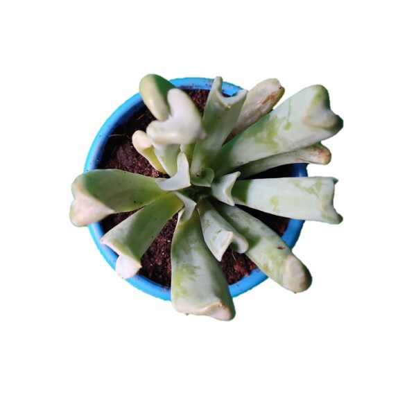Echeveria Runyonii - Topsy Turvy - Silver Spoons succulent 3"pot