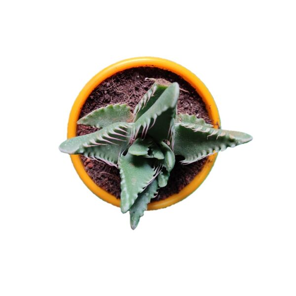 Faucaria Tigrina / Tiger Jaws succulent 3"pot