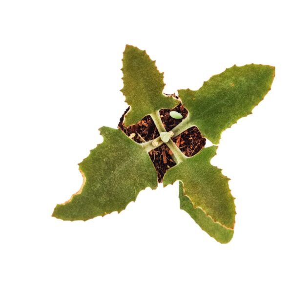 Kalanchoe beharensis Fang plants with 4" Plastic Pot