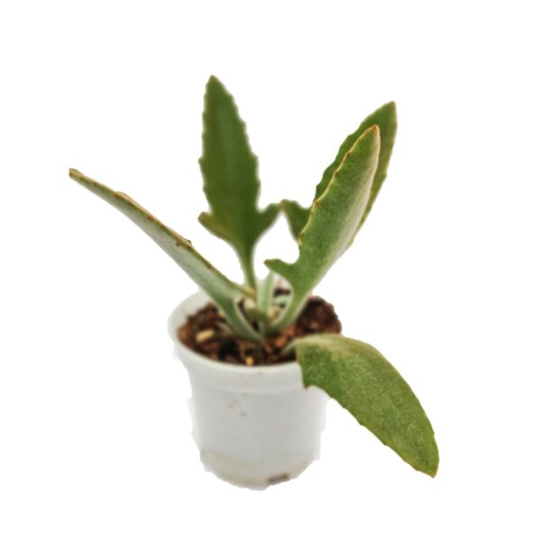 Kalanchoe beharensis Fang plants with 4" Plastic Pot - Image 2