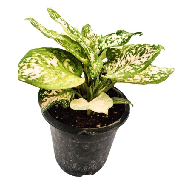Aglaonema commutatum Eileen - Eileen Chinese Evergreen