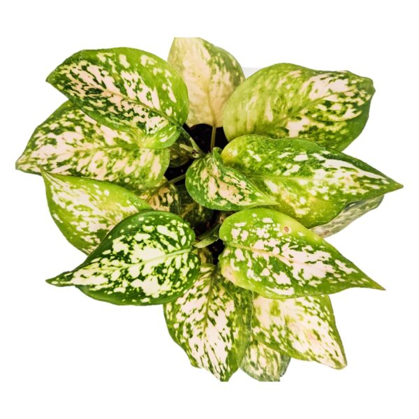 Aglaonema commutatum Eileen - Eileen Chinese Evergreen - Image 2