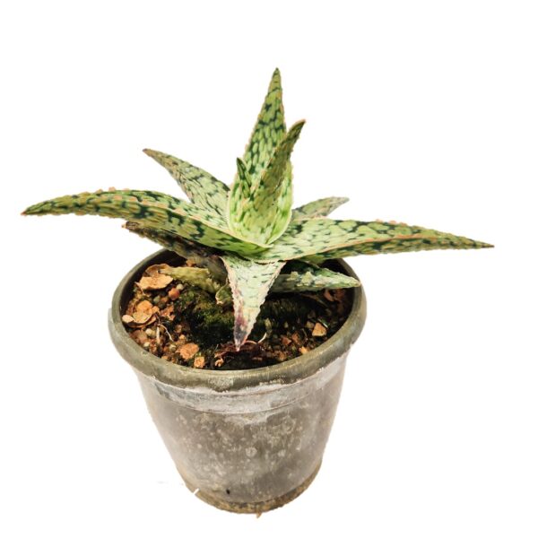 Aloe 'Pink Blush' – Outdoor succulent in 3”pot
