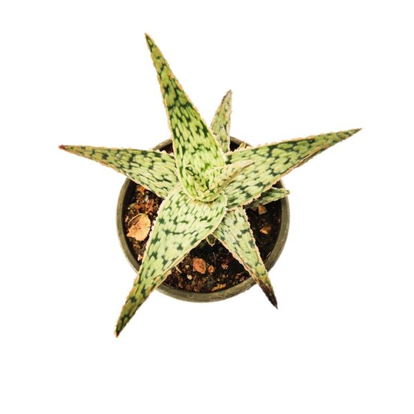 Aloe 'Pink Blush' – Outdoor succulent in 3”pot - Image 2