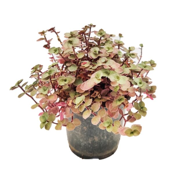 Turtle vine - Callisia repens - creeping inch-plant 3”Pot