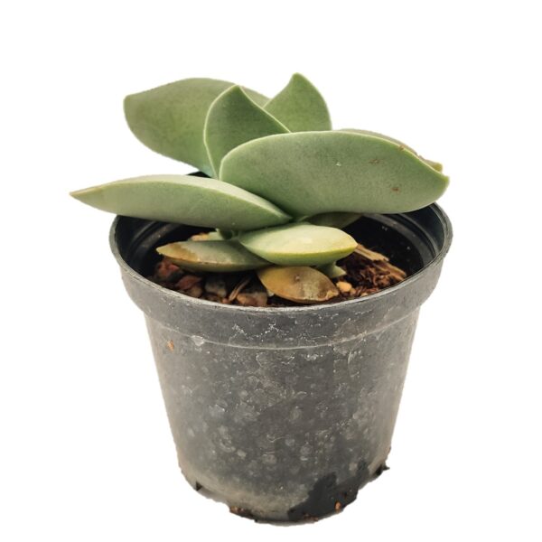 Crassula falcata “Propeller Plant”