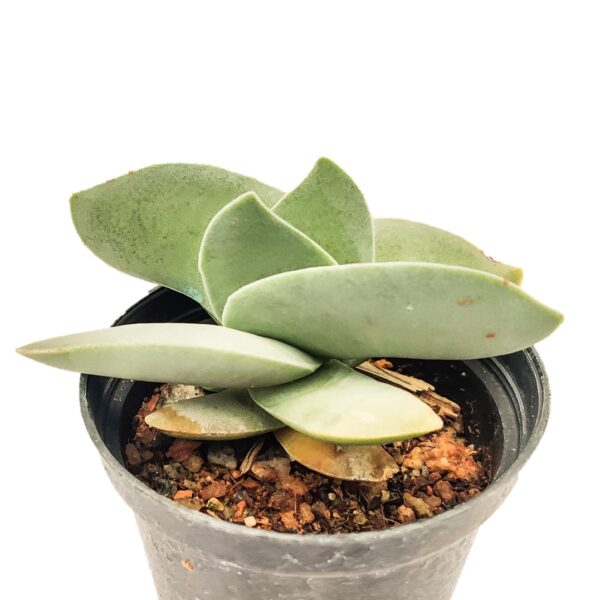 Crassula falcata “Propeller Plant” - Image 2