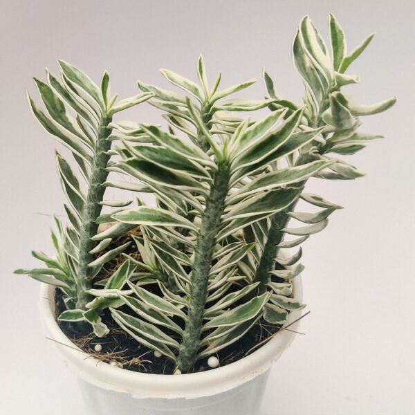 Euphorbia tithymaloides, Pedillanthus tithymaloides, Devil's Backbone 'variegata' - Image 2