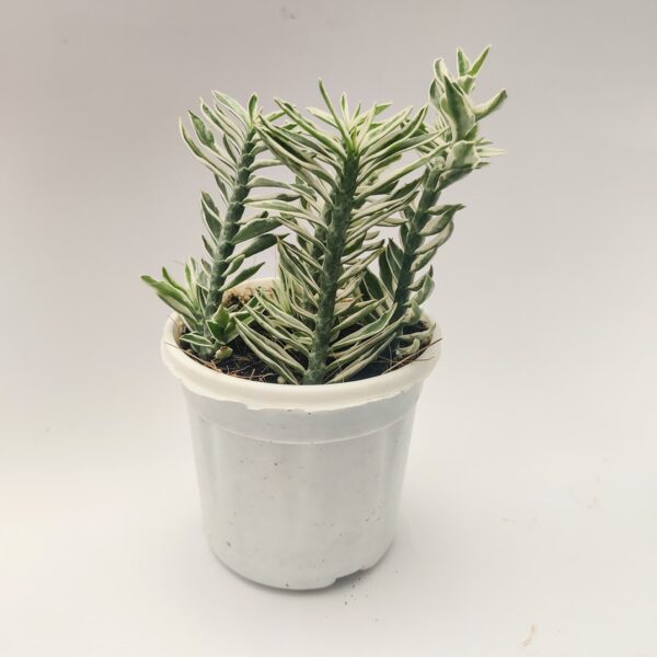 Euphorbia tithymaloides, Pedillanthus tithymaloides, Devil's Backbone 'variegata'