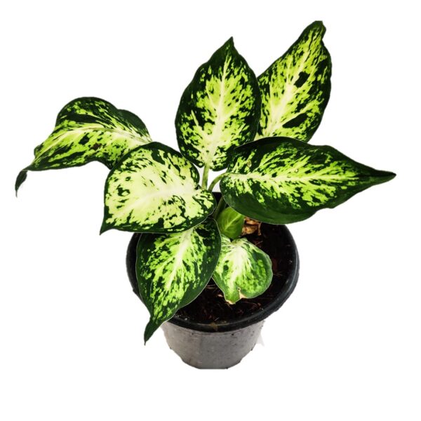 Dieffenbachia Amy , Dumb Cane Amy 5" pot - Image 2