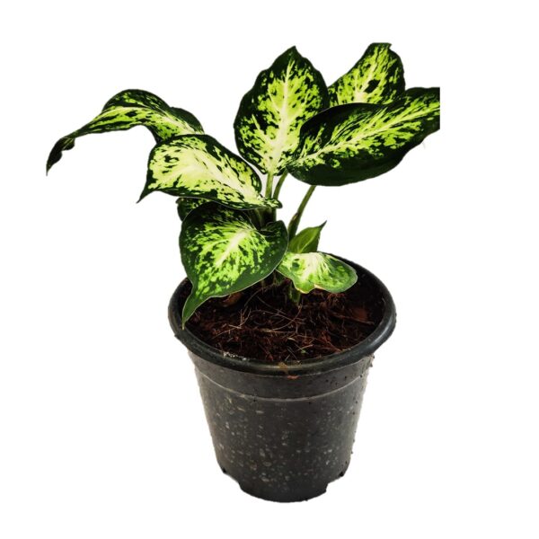 Dieffenbachia Amy , Dumb Cane Amy 5" pot