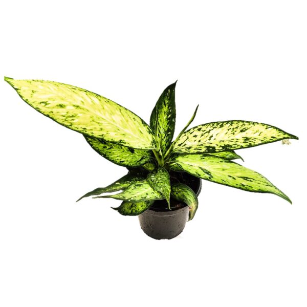 Dieffenbachia ‘Vesuvius’ , Dumb Cane 4”pots