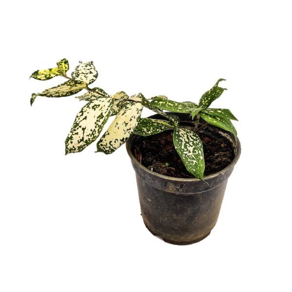 Japanese bamboo, Dracaena surculose, Foliage plant Indoor plant