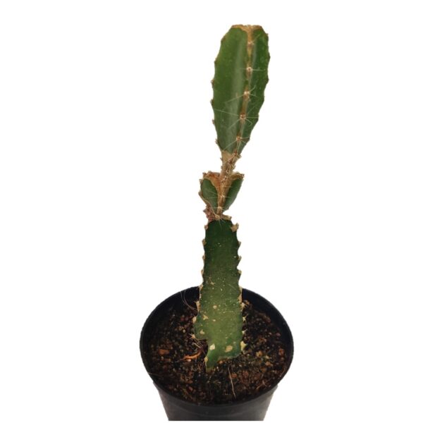 White Dragon Fruit - Pitahaya - Strawberry Pear Cactus plant 4”pot