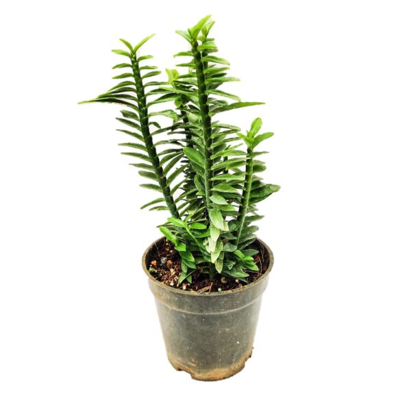 ZigZag plant, Euphorbia tithymaloides, Devil's Backbone (Green)