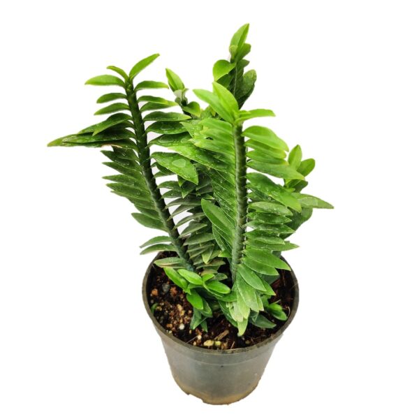 ZigZag plant, Euphorbia tithymaloides, Devil's Backbone (Green) - Image 2