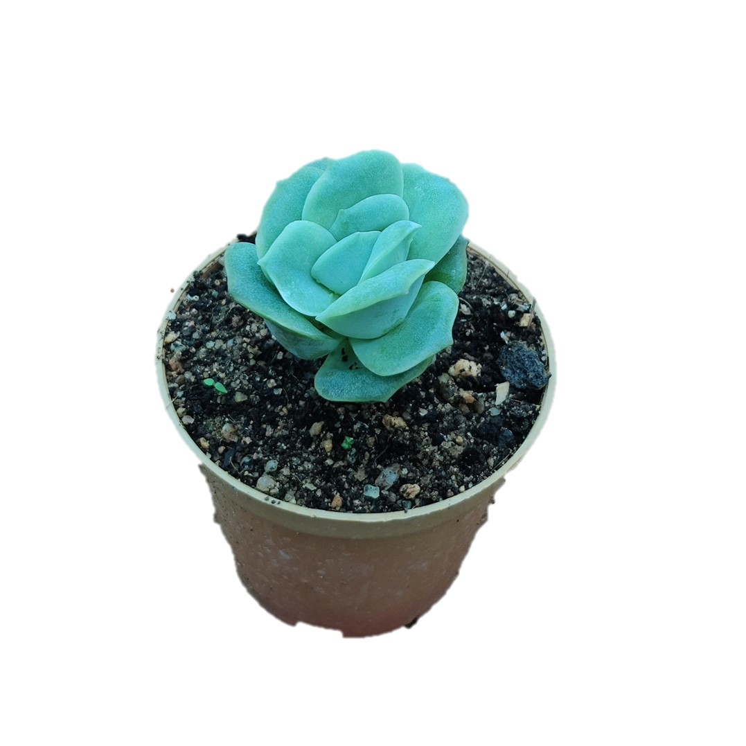 X Graptoveria 'Lovely Rose' Indoor succulent plant | | MyPlantMyTaste