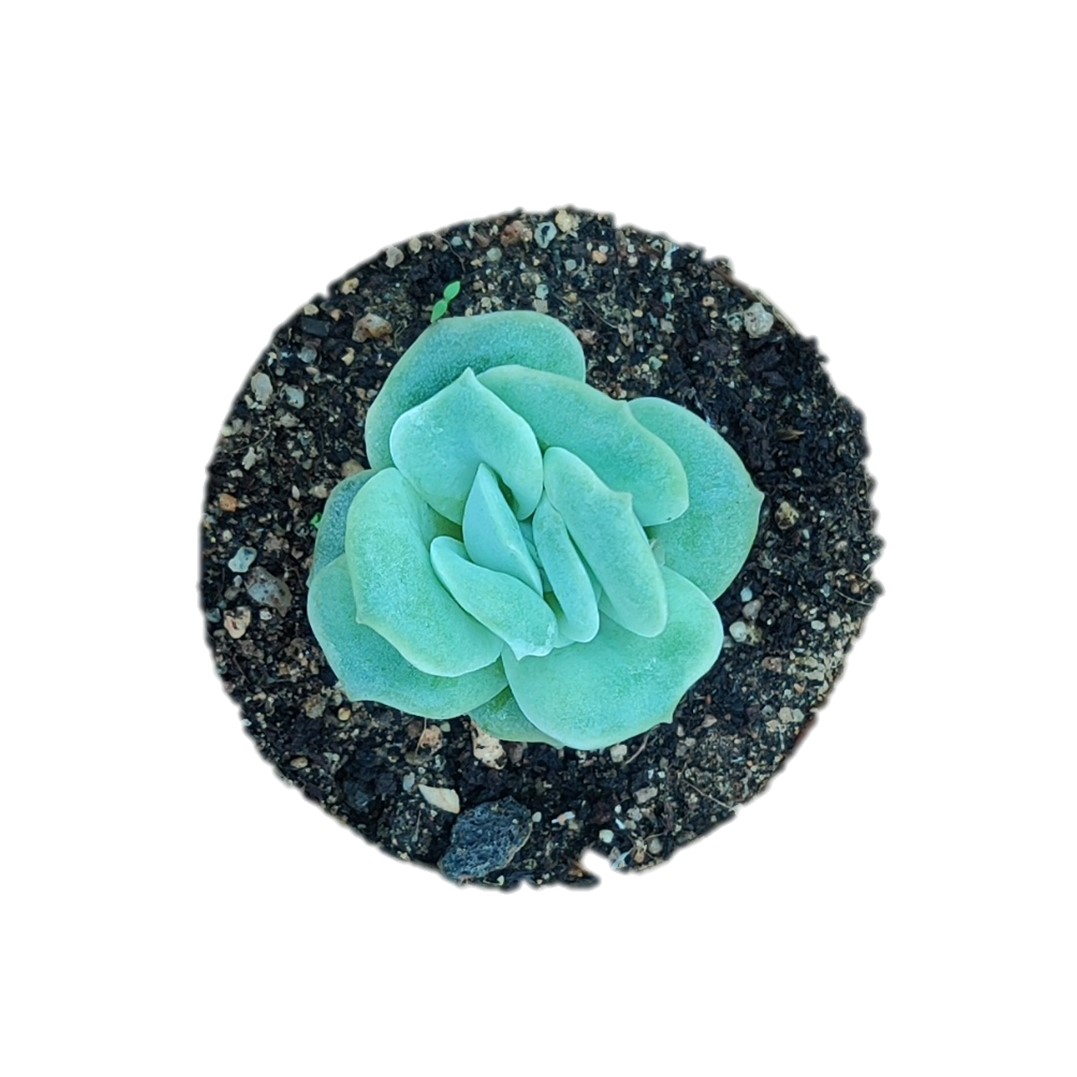 X Graptoveria 'Lovely Rose' Indoor succulent plant | | MyPlantMyTaste