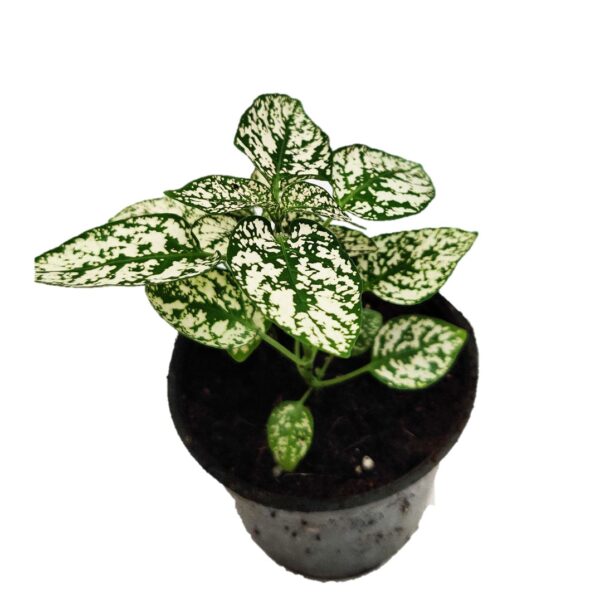 Pack of 3Hypoestes or Polka Dot Plant 4”pot, Indoor plant, Foliage plant - Image 2
