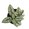 Hypoestes or Polka Dot Plant (Green) 4”pot, Indoor plant, Foliage plant - Image 2