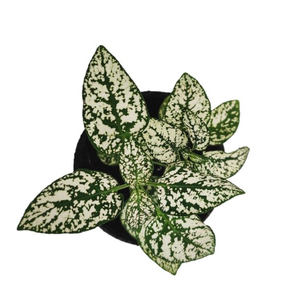 Hypoestes or Polka Dot Plant (Green) 4”pot, Indoor plant, Foliage plant - Image 2