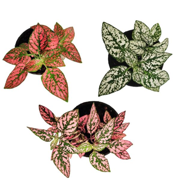 Pack of 3Hypoestes or Polka Dot Plant 4”pot, Indoor plant, Foliage plant