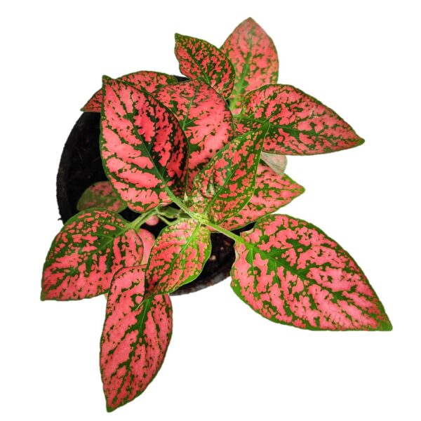 Hypoestes or Polka Dot Plant (Red) 4”pot, Indoor plant, Foliage plant - Image 2