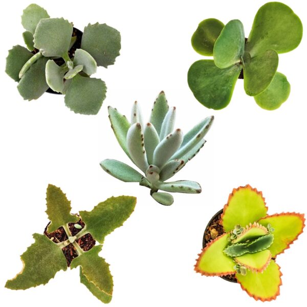 Kalanchoe Pack of 5 Combo - Kalanchoe Tomentosa, kalanchoe millotii, kalanchoe flapjack, kalanchoe laetivirens and kalanchoe beharensis Fang