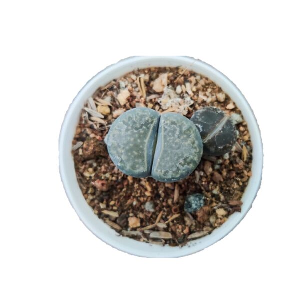 Lithops Plant Living stones - Pebble plants 3”pot Piece (2 pcs)