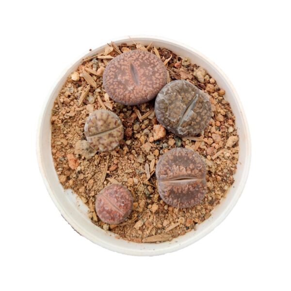 Lithops Plant Living stones - Pebble plants 3”pot Piece (5 pcs)